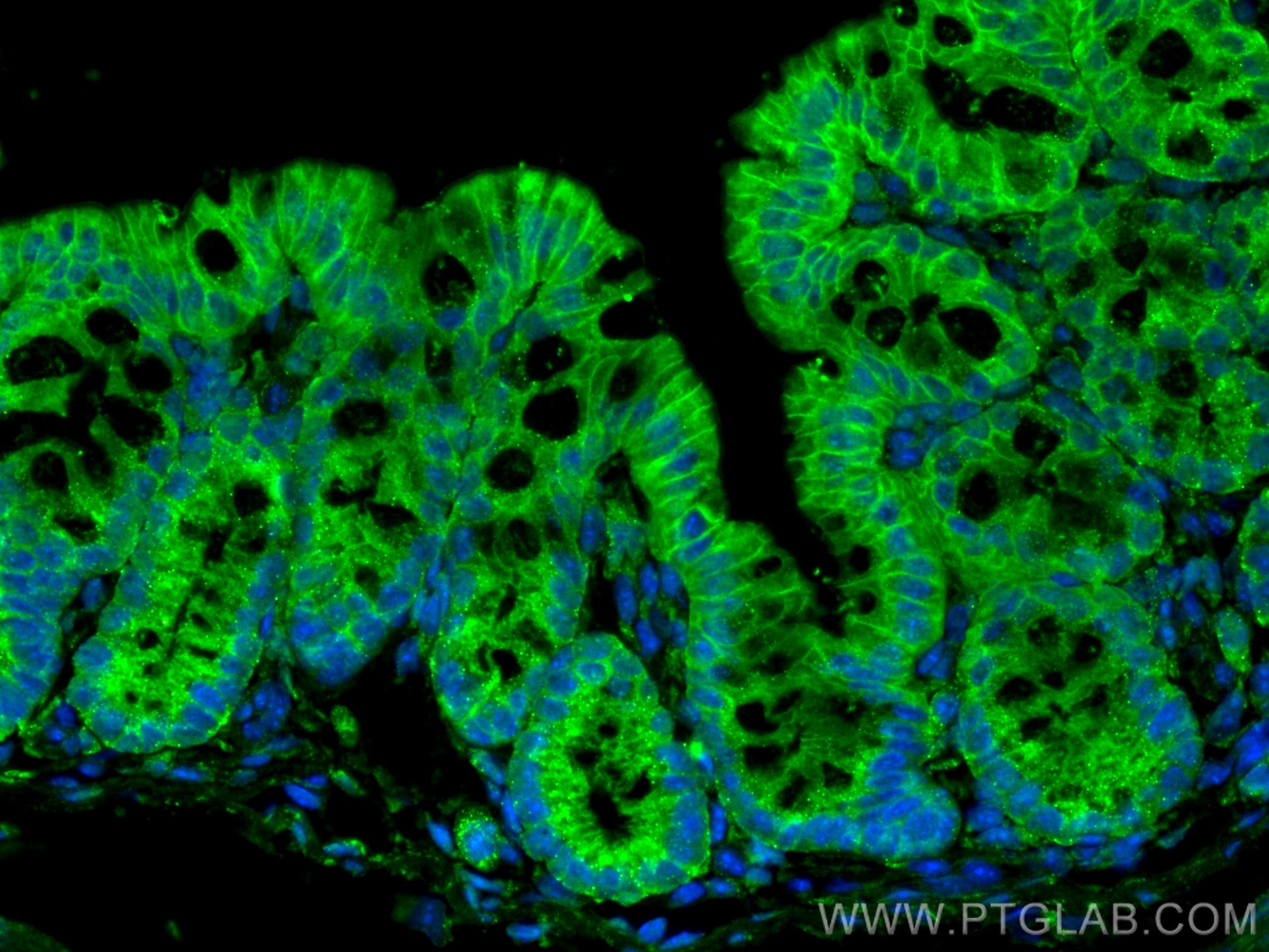 Immunofluorescence (IF) / fluorescent staining of mouse colon tissue using CoraLite® Plus 488-conjugated BTN3A3 Monoclonal an (CL488-67560)