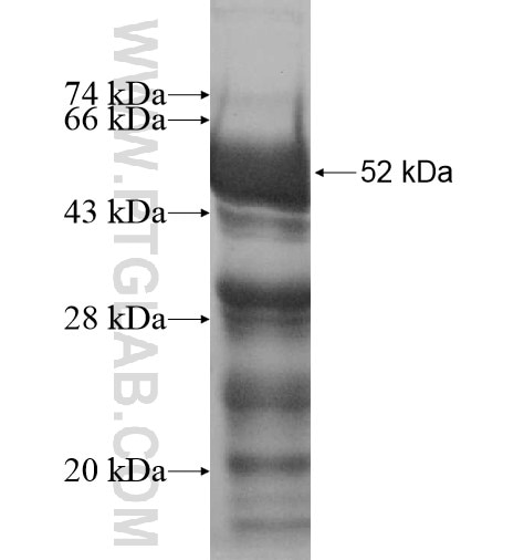 BTN3A3 fusion protein Ag12755 SDS-PAGE