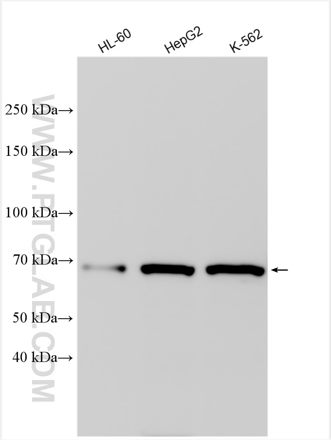 Western Blot (WB) analysis of various lysates using BTNL2 Polyclonal antibody (25110-1-AP)