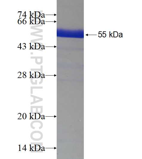 BTNL2 fusion protein Ag18803 SDS-PAGE