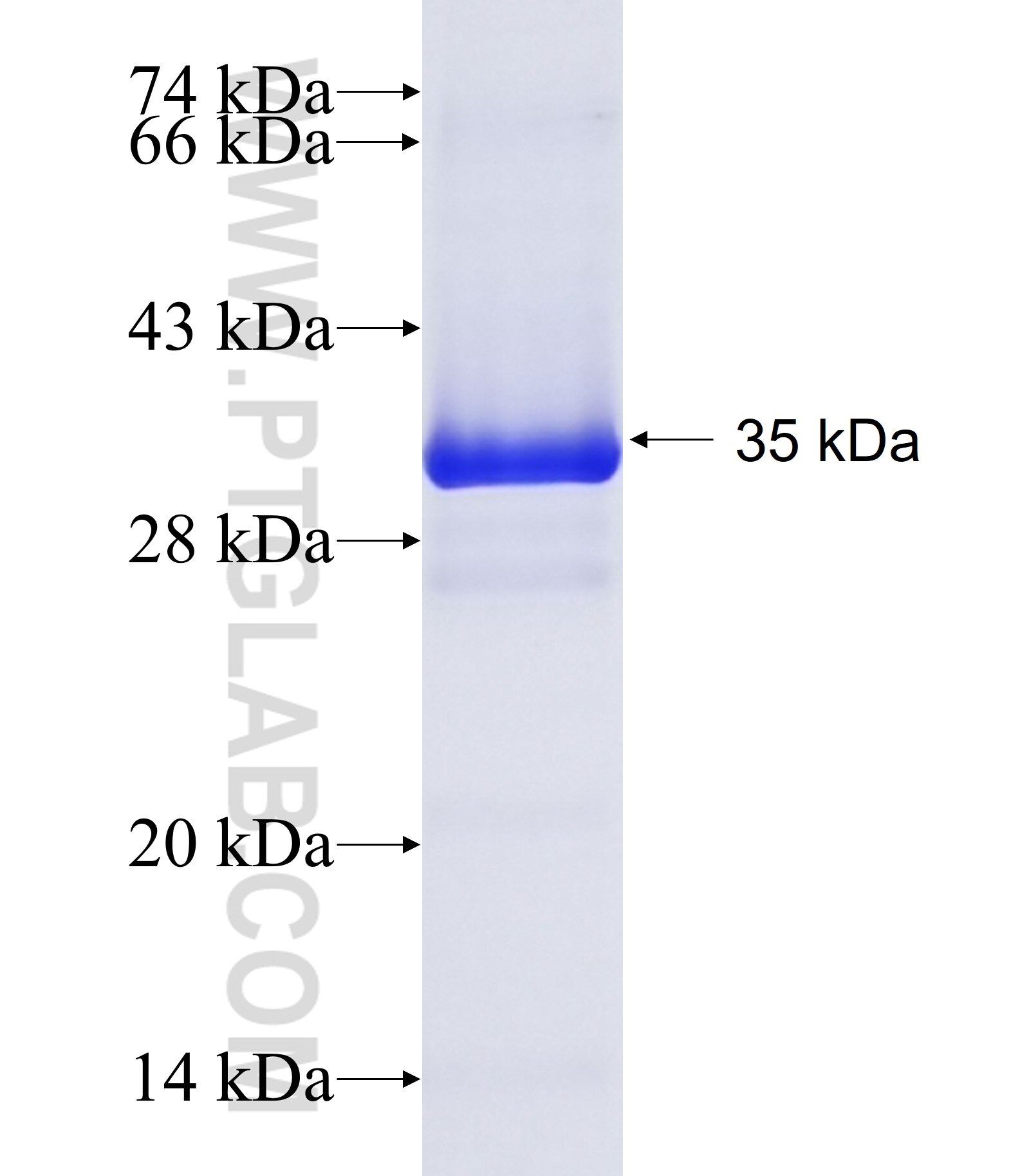 BTNL3 fusion protein Ag15743 SDS-PAGE