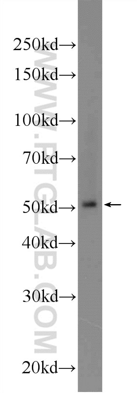 Western Blot (WB) analysis of MCF-7 cells using BTNL8 Polyclonal antibody (24959-1-AP)