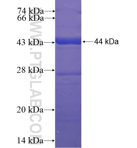 BTNL9 fusion protein Ag11736 SDS-PAGE