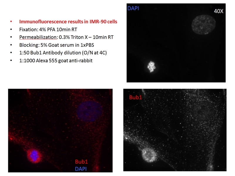 Immunofluorescence (IF) / fluorescent staining of IMR-90 cells  using BUB1 Polyclonal antibody (13330-1-AP)