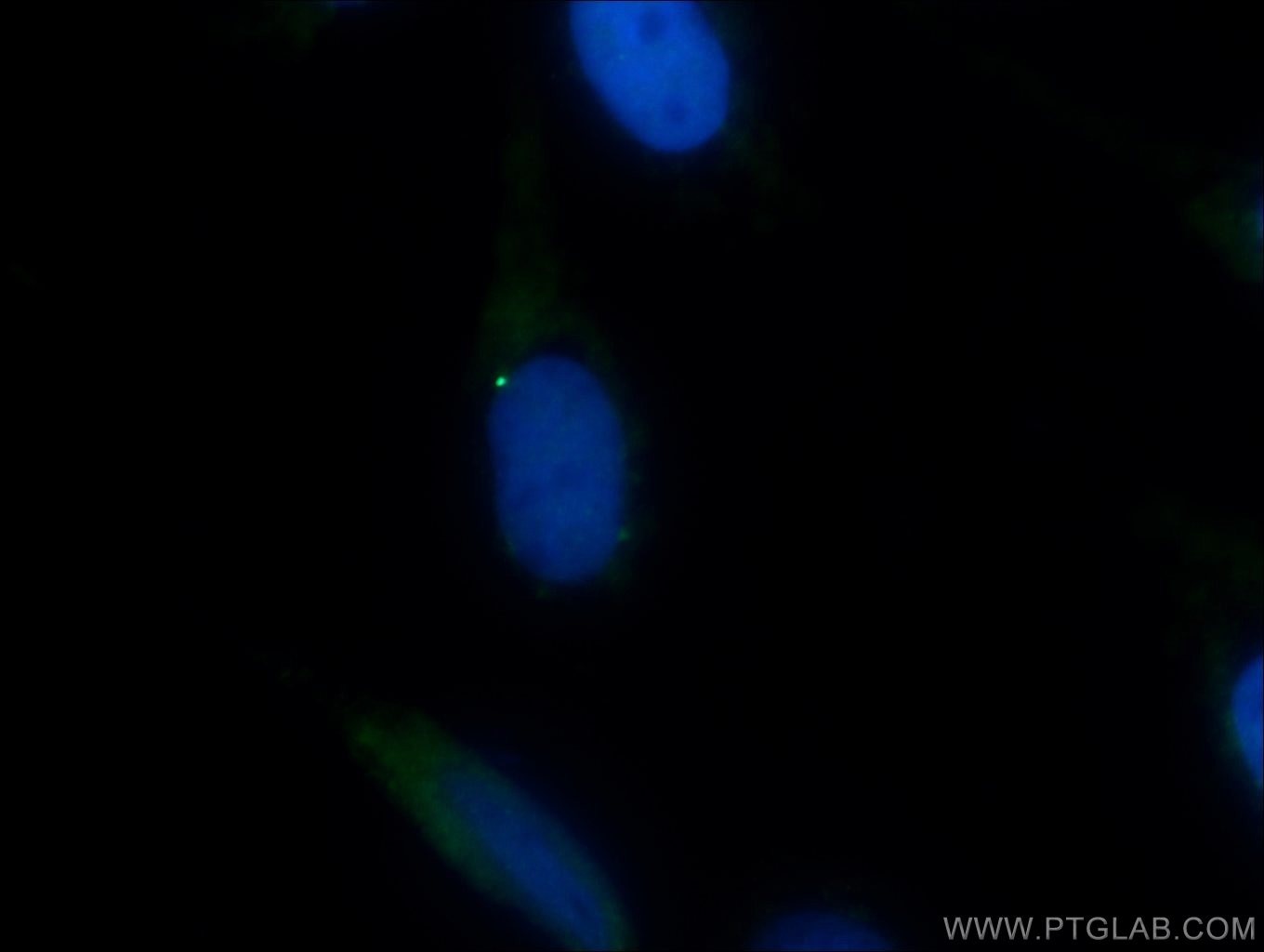 Immunofluorescence (IF) / fluorescent staining of MDCK cells using BUB1 Polyclonal antibody (13330-1-AP)