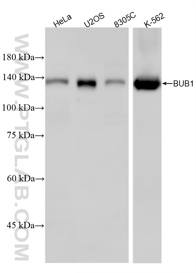 Western Blot (WB) analysis of various lysates using BUB1 Recombinant monoclonal antibody (86843-1-RR)