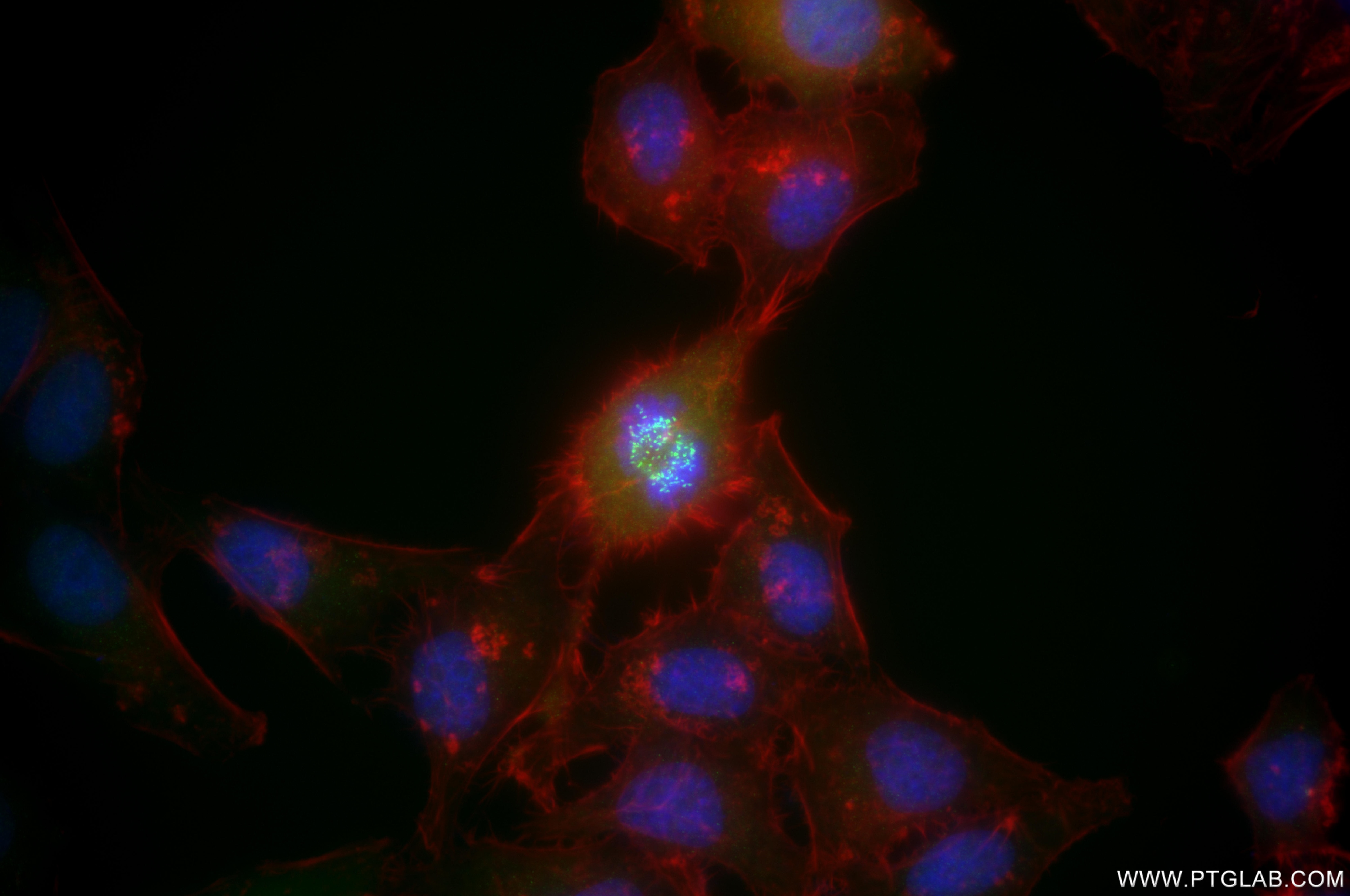 IF Staining of HepG2 using 86843-4-RR Immunofluorescence (IF) / fluorescent staining of HepG2 cells using BUB1 Recombinant monoclonal antibody (86843-4-RR)