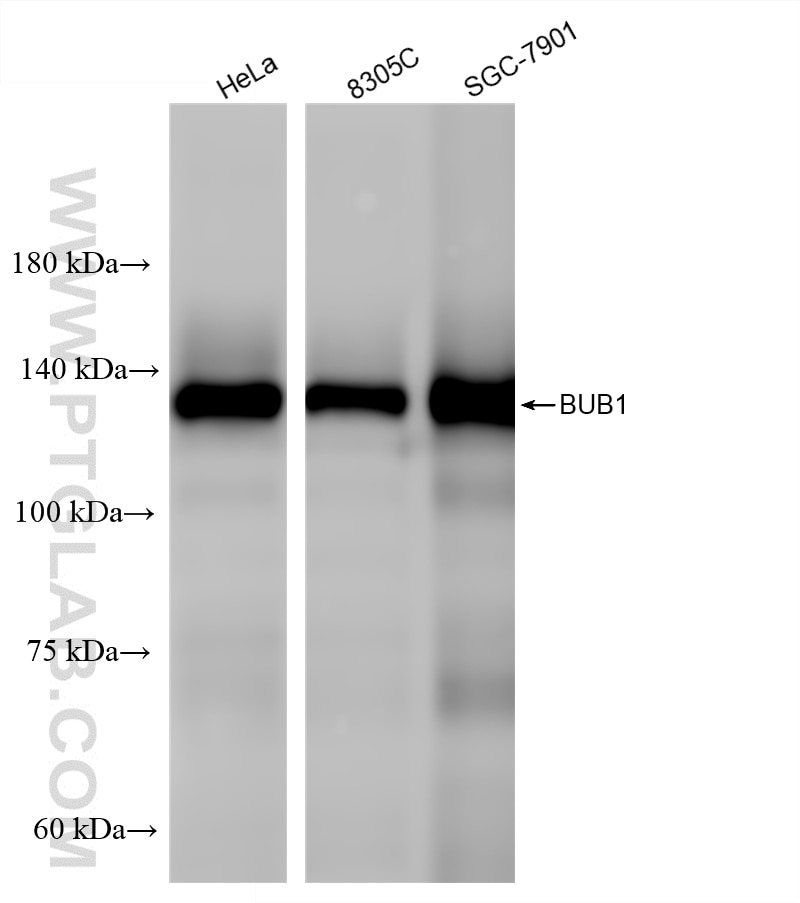 WB analysis using 86843-4-RR Western Blot (WB) analysis of various lysates using BUB1 Recombinant monoclonal antibody (86843-4-RR)