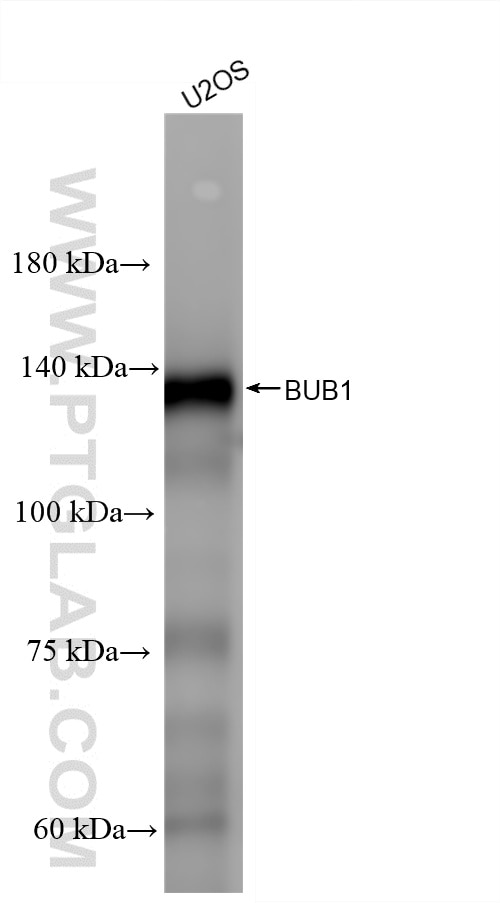 WB analysis of U2OS using 86843-4-RR Western Blot (WB) analysis of U2OS cells using BUB1 Recombinant monoclonal antibody (86843-4-RR)