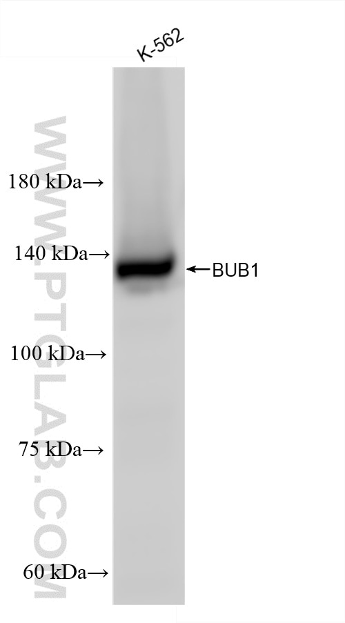 WB analysis of K-562 using 86843-4-RR Western Blot (WB) analysis of K-562 cells using BUB1 Recombinant monoclonal antibody (86843-4-RR)