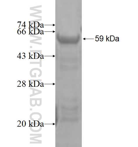 BUB1 fusion protein Ag4138 SDS-PAGE
