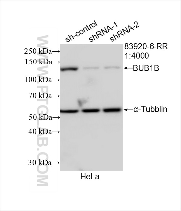 Western Blot (WB) analysis of HeLa cells using BUB1B Recombinant antibody (83920-6-RR)