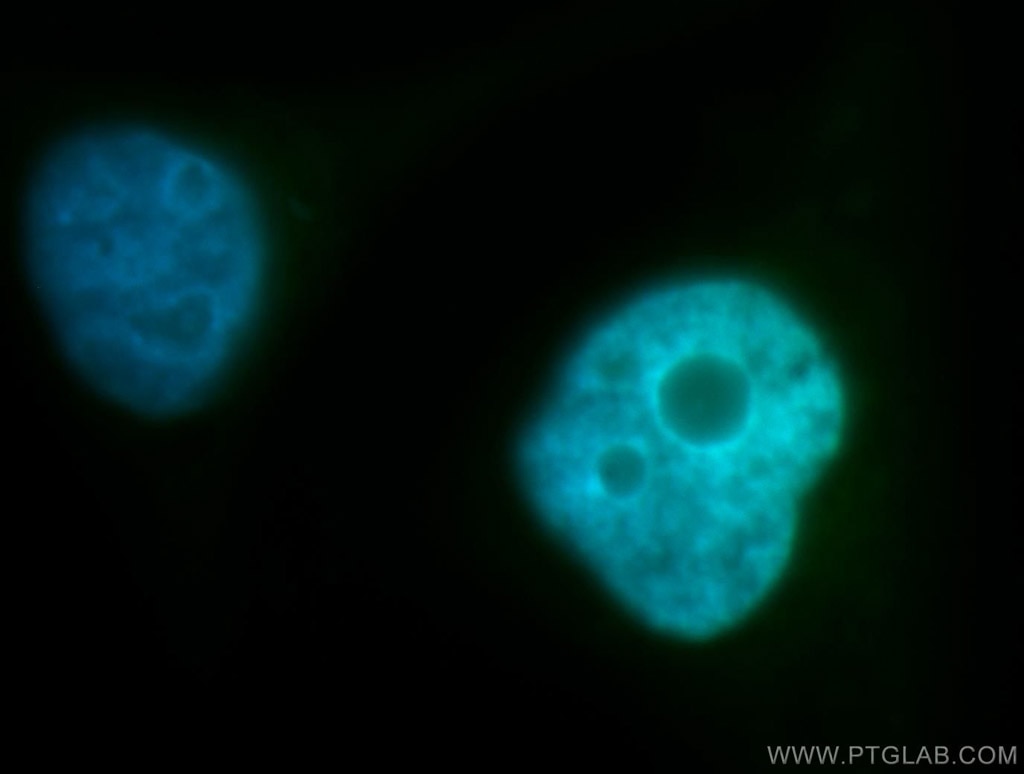 Immunofluorescence (IF) / fluorescent staining of HepG2 cells using BUB3 Polyclonal antibody (10123-2-AP)
