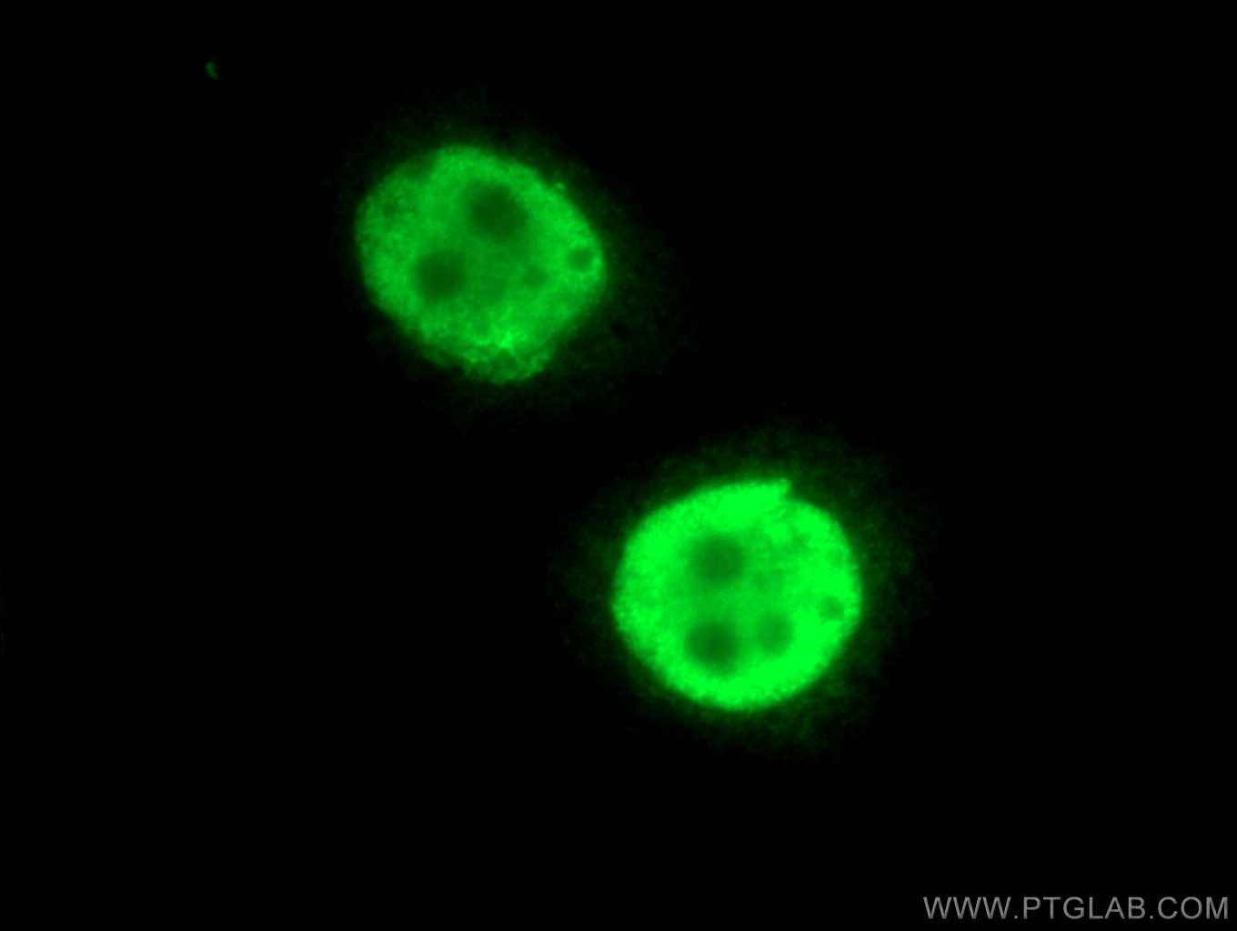 Immunofluorescence (IF) / fluorescent staining of HeLa cells using BUB3 Polyclonal antibody (27073-1-AP)