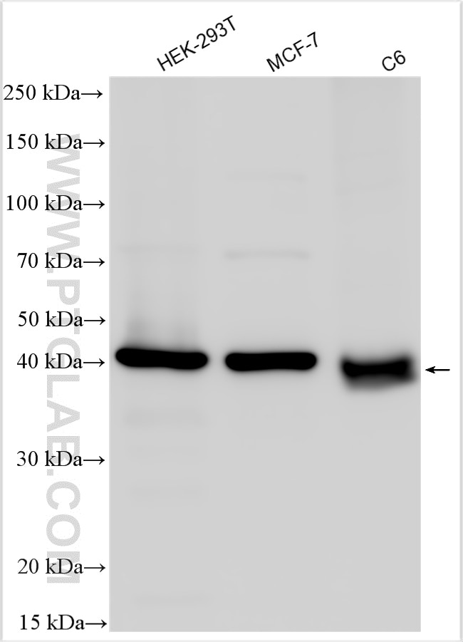 Western Blot (WB) analysis of various lysates using BUB3 Polyclonal antibody (27073-1-AP)