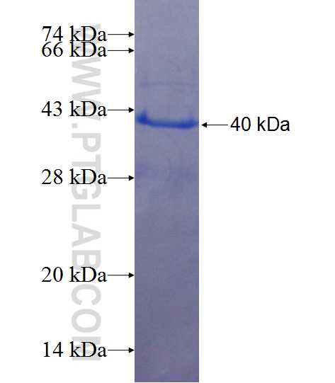 BUB3 fusion protein Ag25608 SDS-PAGE