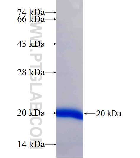 BUB3 fusion protein Ag25625 SDS-PAGE
