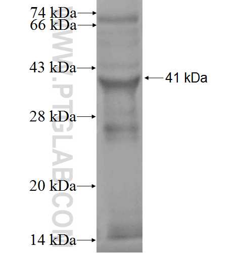 BUB3 fusion protein Ag0167 SDS-PAGE