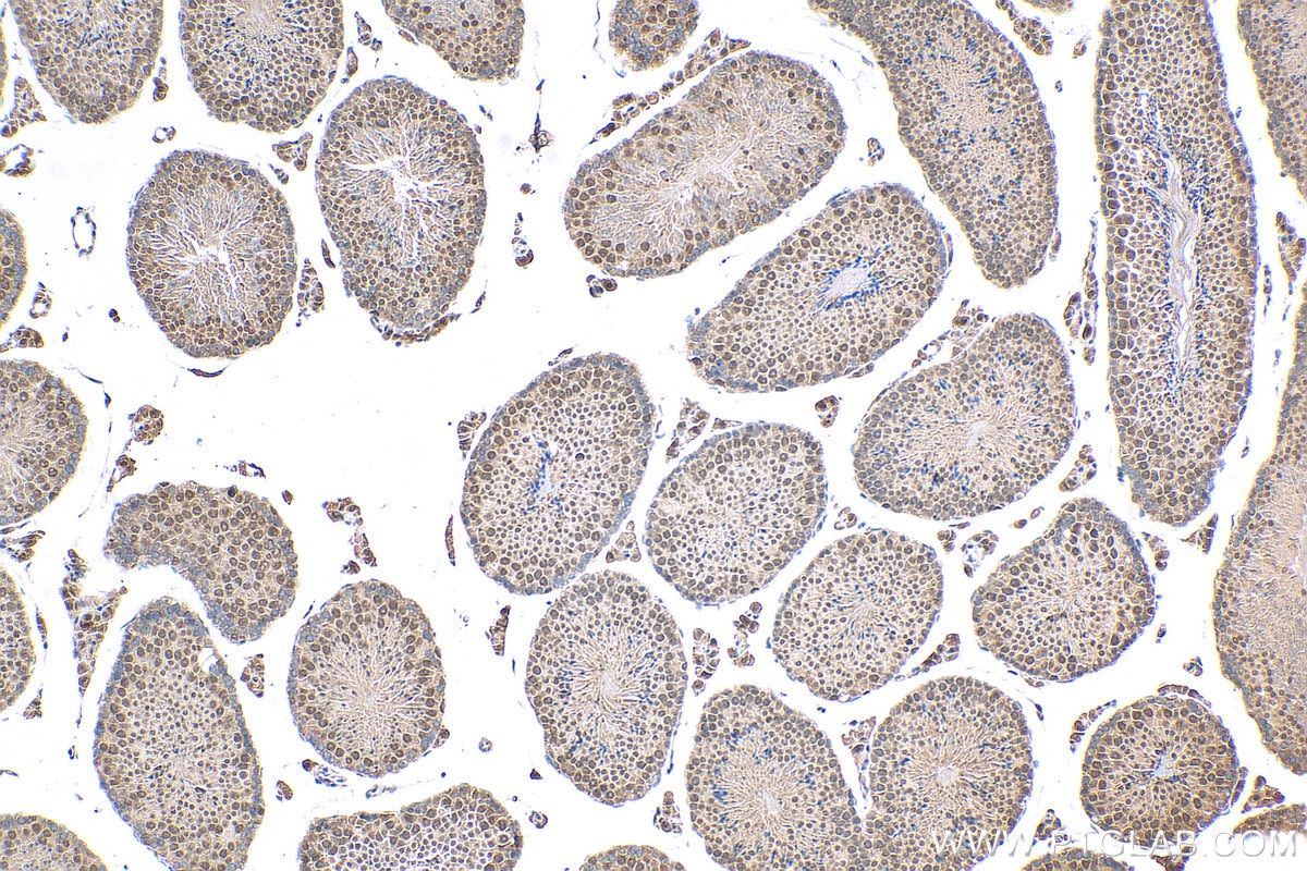 Immunohistochemistry (IHC) staining of mouse testis tissue using BUD13 Polyclonal antibody (20163-1-AP)