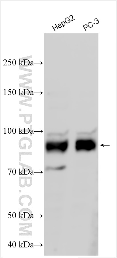 Western Blot (WB) analysis of various lysates using BUD13 Polyclonal antibody (20163-1-AP)