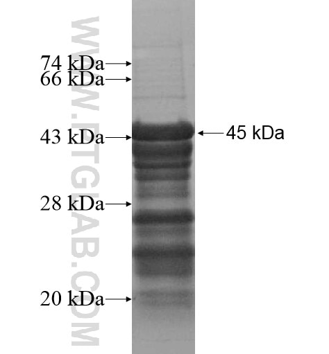 BUD13 fusion protein Ag13665 SDS-PAGE