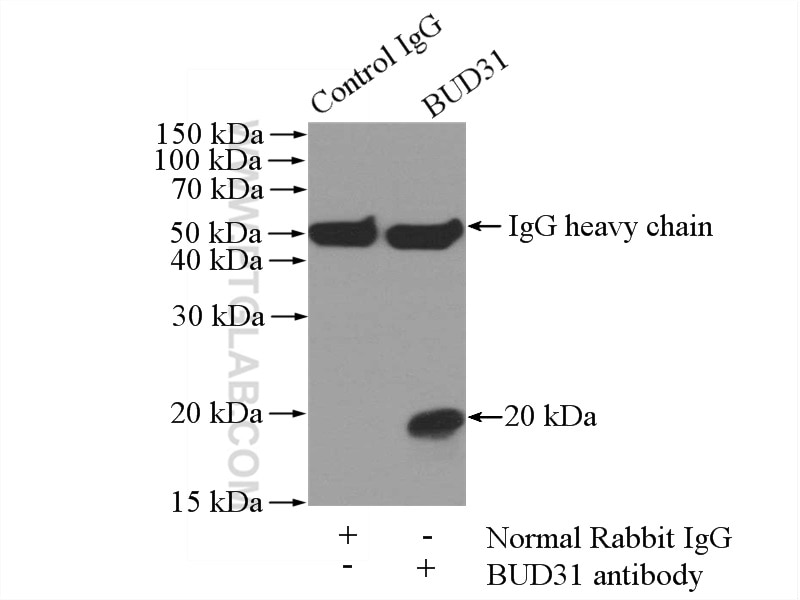 Immunoprecipitation (IP) experiment of mouse brain tissue using BUD31 Polyclonal antibody (11798-1-AP)