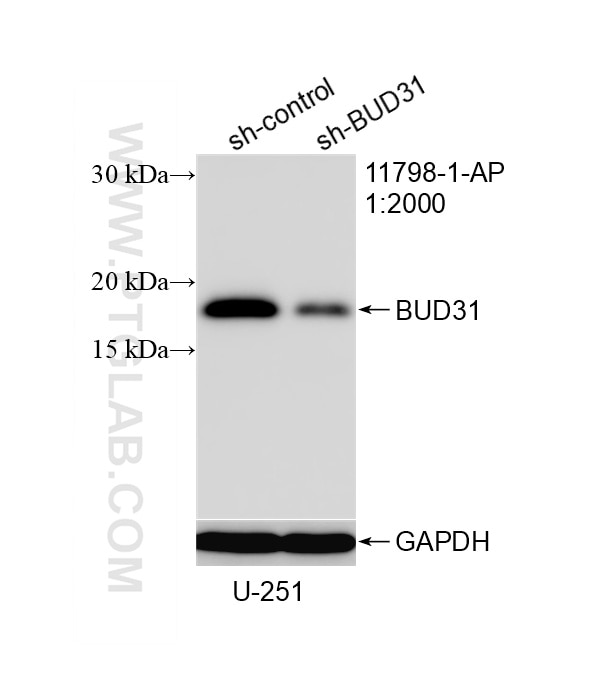 Western Blot (WB) analysis of U-251 cells using BUD31 Polyclonal antibody (11798-1-AP)