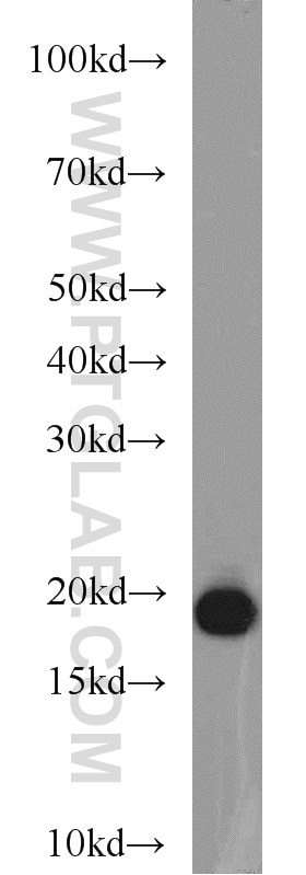Western Blot (WB) analysis of Jurkat cells using BUD31 Polyclonal antibody (11798-1-AP)