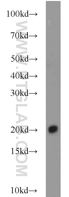 Western Blot (WB) analysis of Raji cells using BUD31 Polyclonal antibody (11798-1-AP)