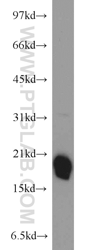 Western Blot (WB) analysis of mouse lung tissue using BUD31 Polyclonal antibody (11798-1-AP)