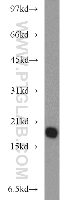 Western Blot (WB) analysis of mouse liver tissue using BUD31 Polyclonal antibody (11798-1-AP)