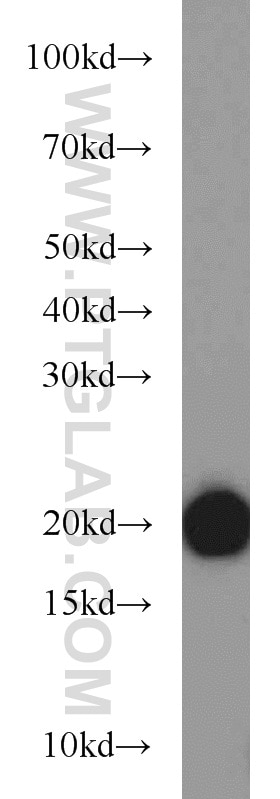 Western Blot (WB) analysis of human brain tissue using BUD31 Polyclonal antibody (11798-1-AP)