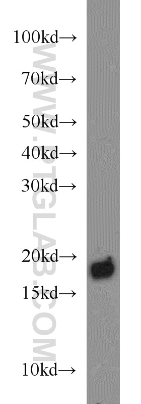 Western Blot (WB) analysis of hESC cells using BUD31 Polyclonal antibody (11798-1-AP)