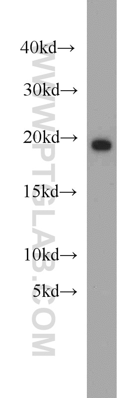 Western Blot (WB) analysis of mouse brain tissue using BUD31 Polyclonal antibody (11798-1-AP)