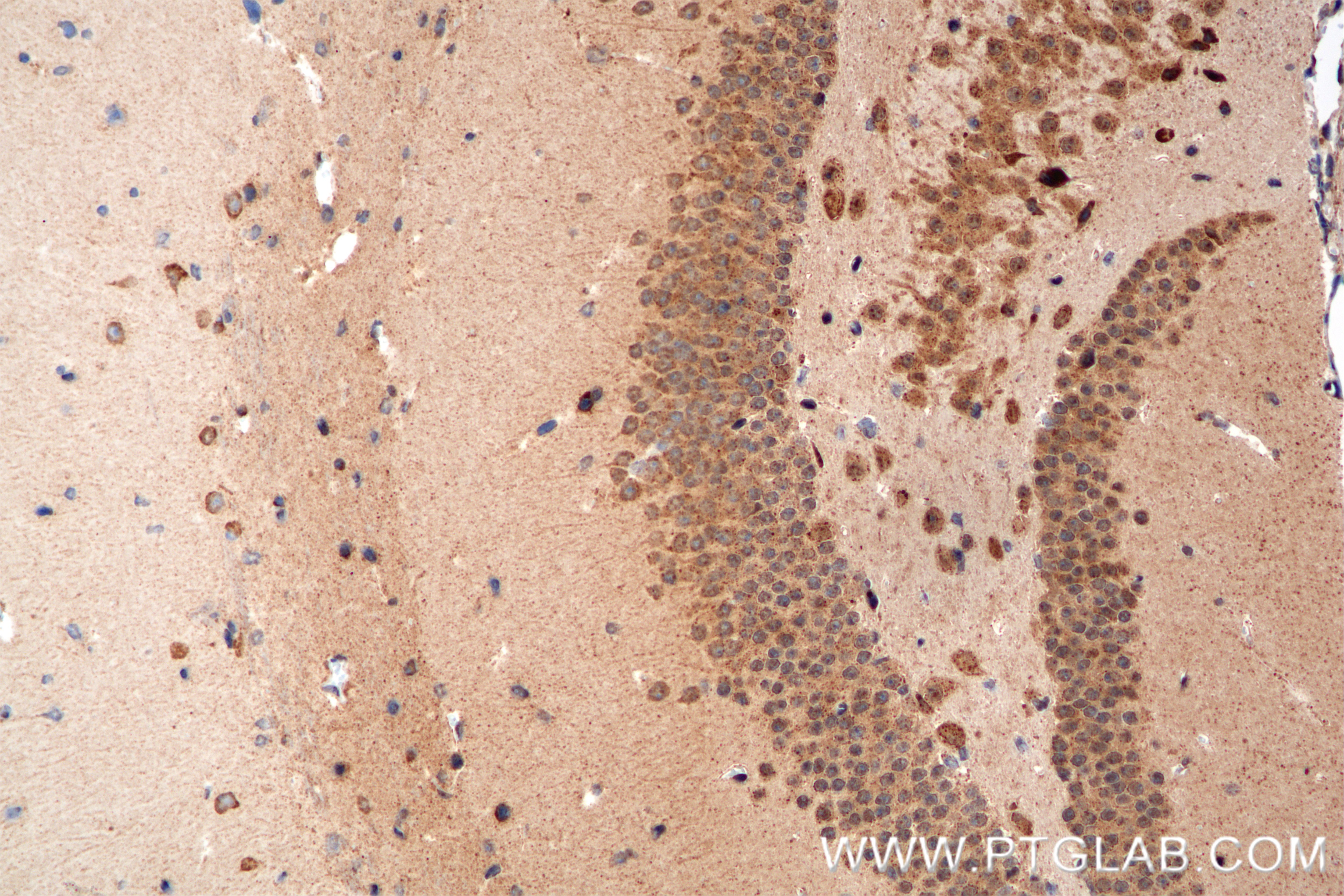 Immunohistochemistry (IHC) staining of mouse brain tissue using BUD31 Recombinant antibody (85336-1-RR)