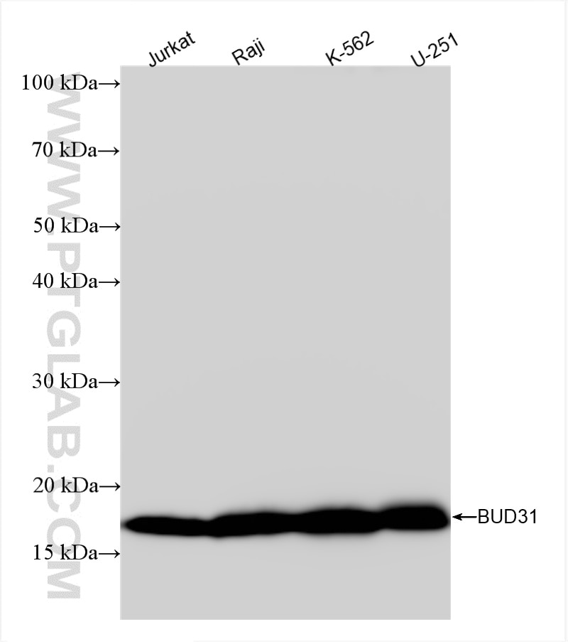 Western Blot (WB) analysis of various lysates using BUD31 Recombinant antibody (85336-1-RR)