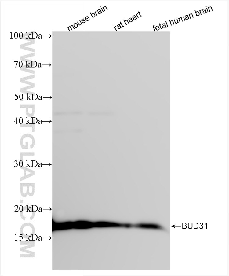 Western Blot (WB) analysis of various lysates using BUD31 Recombinant antibody (85336-1-RR)