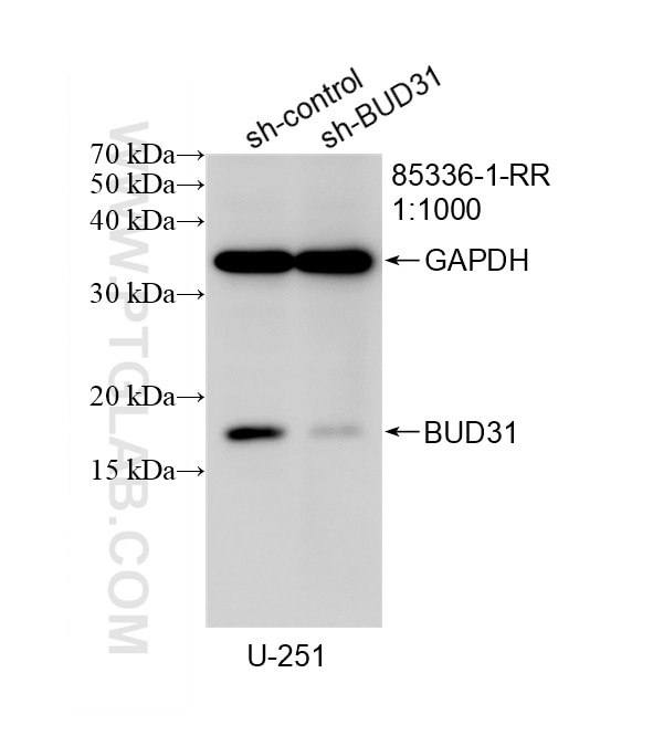 Western Blot (WB) analysis of U-251 cells using BUD31 Recombinant monoclonal antibody (85336-1-RR)