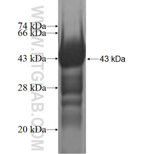 BUD31 fusion protein Ag2373 SDS-PAGE