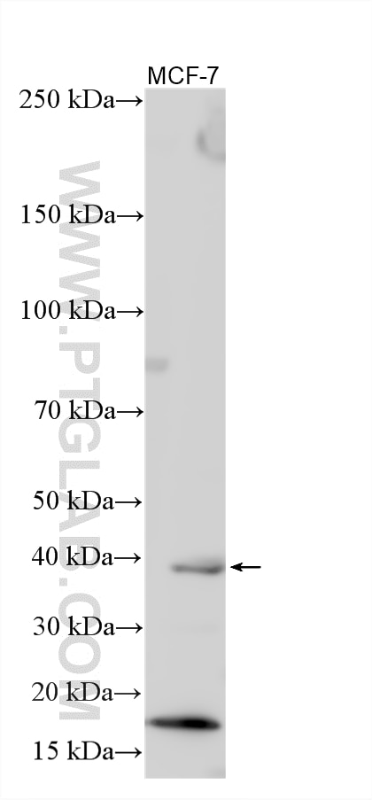 Western Blot (WB) analysis of various lysates using BVES Polyclonal antibody (12920-1-AP)