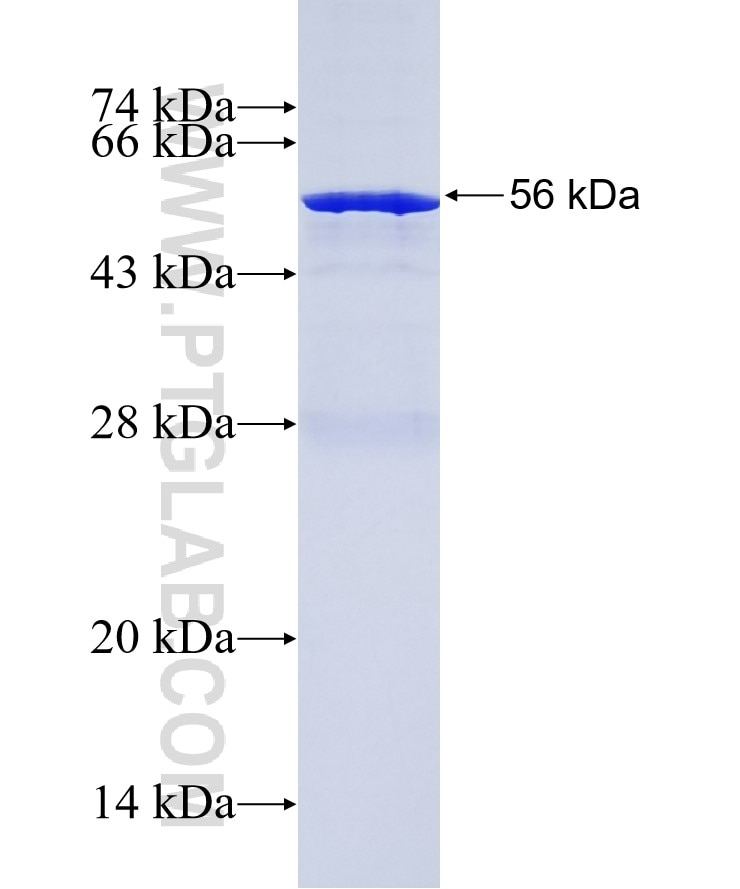 BVES fusion protein Ag3593 SDS-PAGE