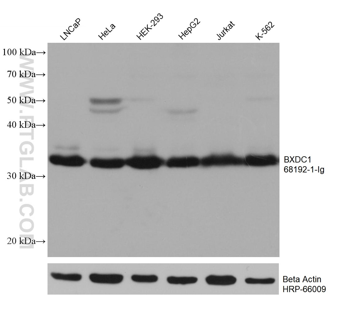 Western Blot (WB) analysis of various lysates using BXDC1 Monoclonal antibody (68192-1-Ig)