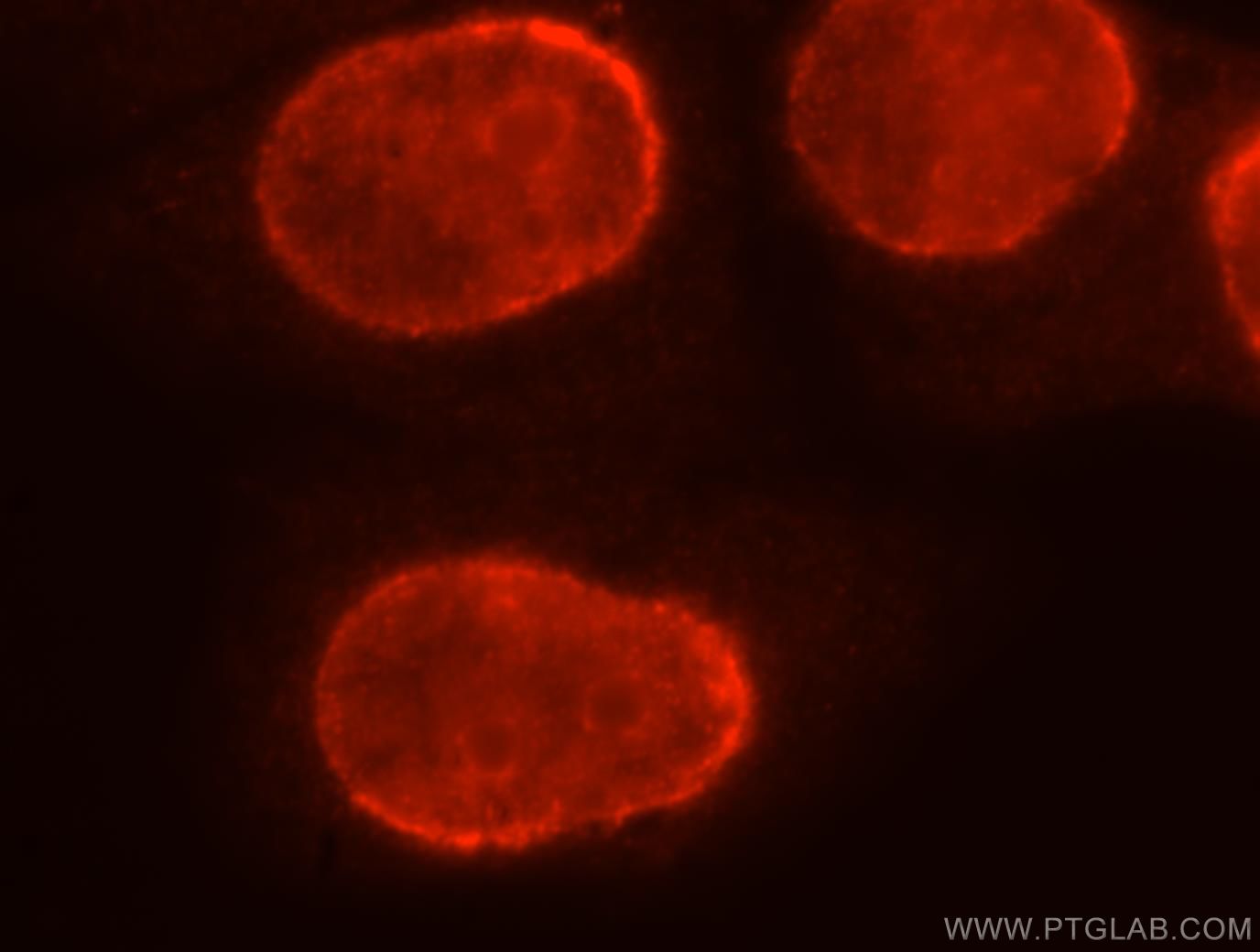 Immunofluorescence (IF) / fluorescent staining of HepG2 cells using BXDC2 Polyclonal antibody (17295-1-AP)