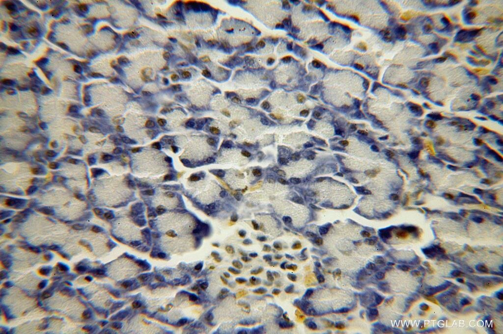 Immunohistochemistry (IHC) staining of human pancreas tissue using BXDC2 Polyclonal antibody (17295-1-AP)