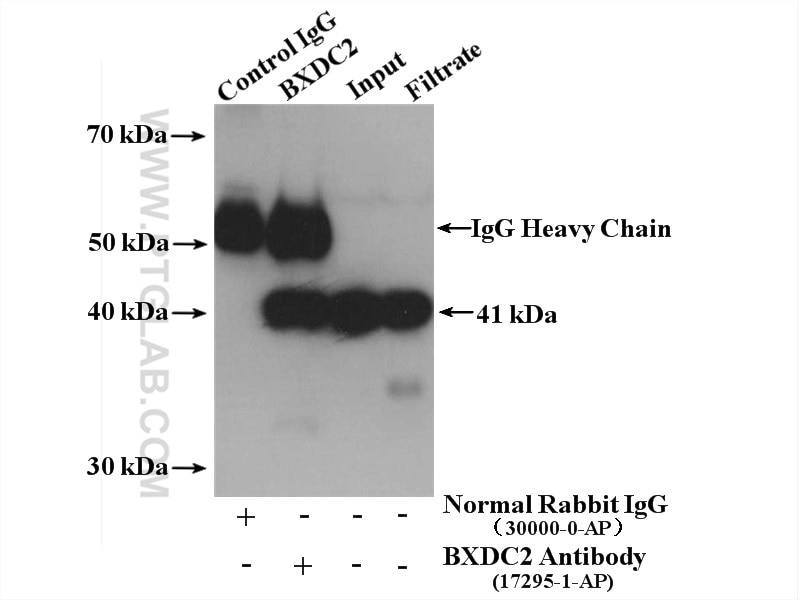 Immunoprecipitation (IP) experiment of HEK-293 cells using BXDC2 Polyclonal antibody (17295-1-AP)