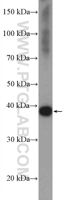 Western Blot (WB) analysis of HEK-293 cells using BXDC2 Polyclonal antibody (17295-1-AP)