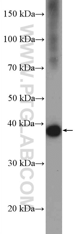 Western Blot (WB) analysis of HEK-293 cells using BXDC2 Polyclonal antibody (17295-1-AP)