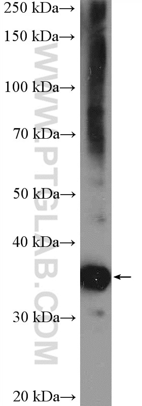Western Blot (WB) analysis of HEK-293 cells using BXDC2 Polyclonal antibody (17295-1-AP)