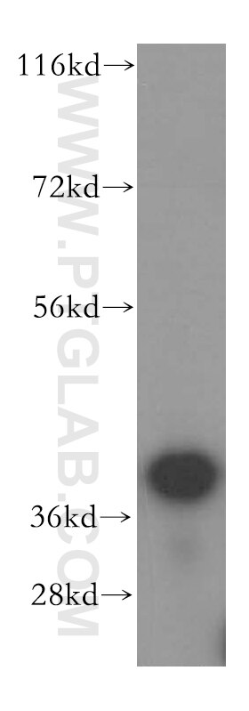 Western Blot (WB) analysis of human liver tissue using BXDC2 Polyclonal antibody (17295-1-AP)