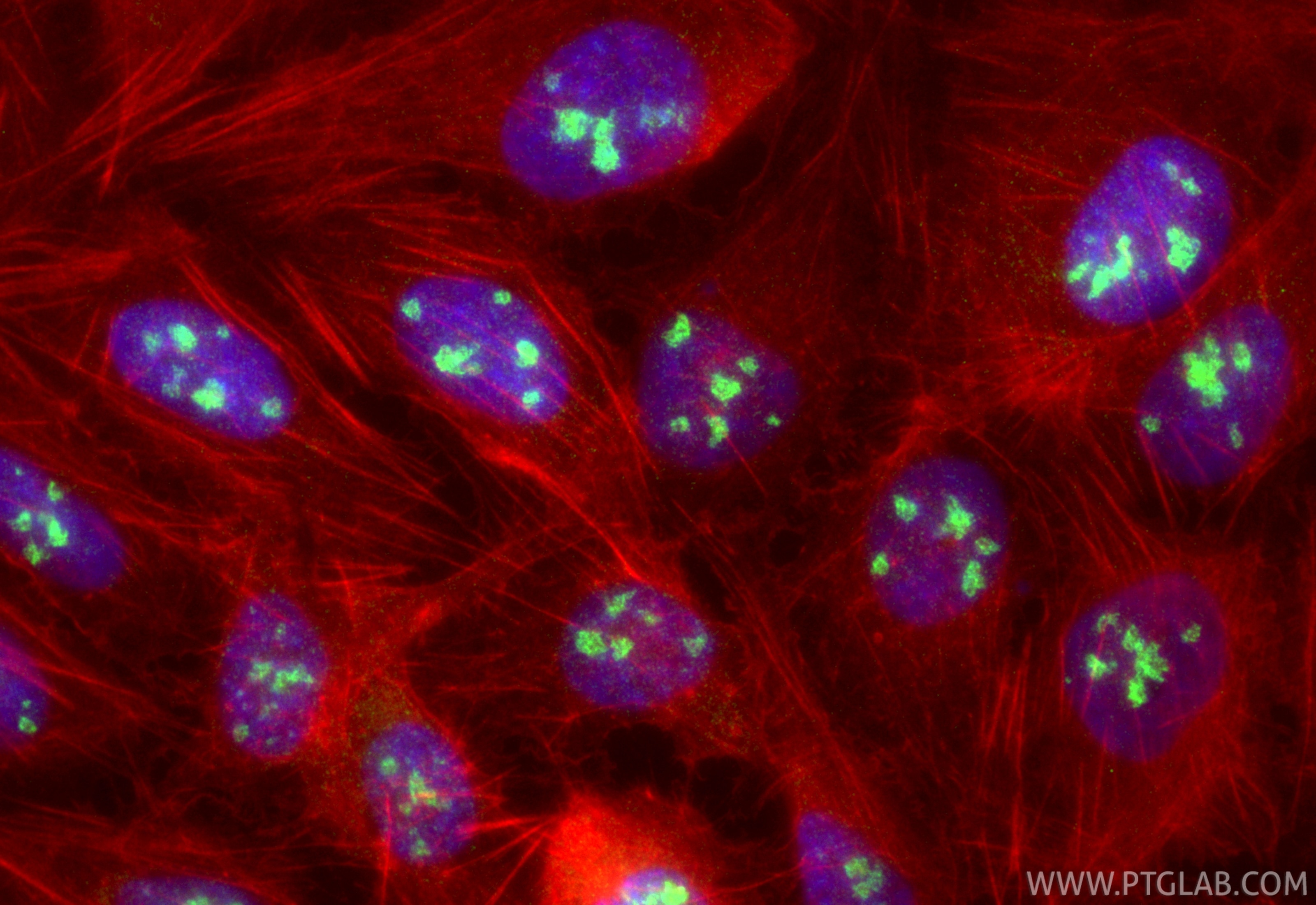 Immunofluorescence (IF) / fluorescent staining of U2OS cells using BXDC5 Polyclonal antibody (33133-1-AP)